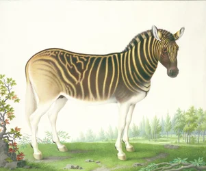 Um Quagga (guache e wc em pergaminho)